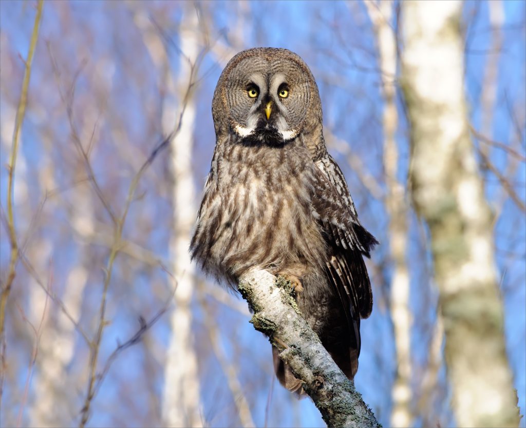 L Indien Grey Owl Azure Tit and Great Grey Owl | APB-Birdlife Wetland Centre