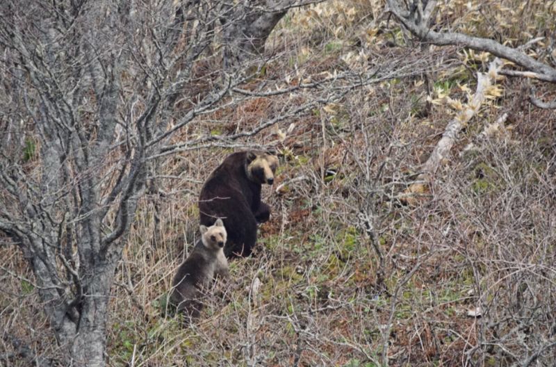Медведи на острове Кунашир