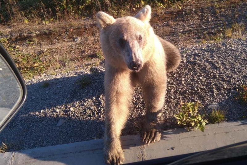 Увидеть медведя на острове Кунашир - обычное дело. Фото Александра Кислейко